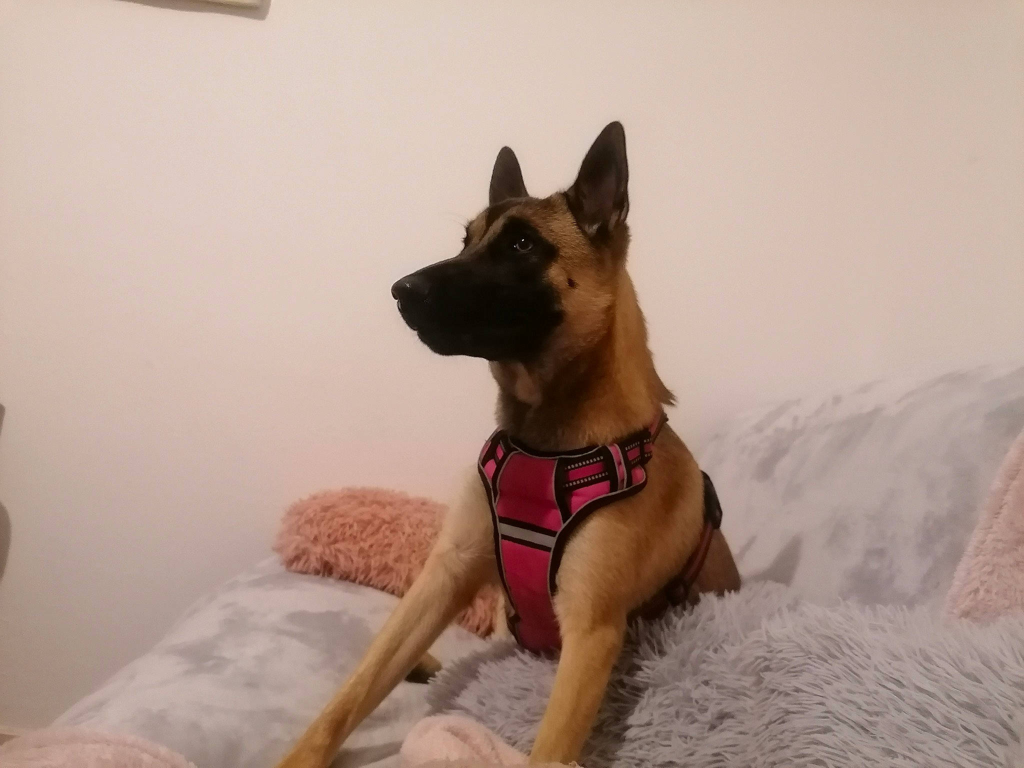 Skyla a rejoint le concours — aidez-le/la à gagner de superbes lots ! ancient_dog_breeds, canidae, carnivore, collar, comfort, companion_dog, dog, dog_breed, dog_collar, dog_supply, east_european_shepherd, fawn, german_shepherd_dog, guard_dog, herding_dog, liver, snow, sporting_group, working_animal, working_dog
