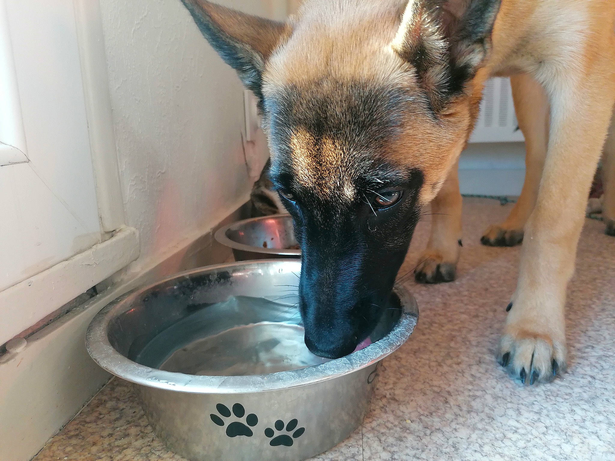 Skyla participe au concours pour gagner de l'argent avec cette photo : animal_feed, bowl, carnivore, companion_dog, dog, dog_breed, dog_food, fawn, fur, german_shepherd_dog, mixing_bowl, old_german_shepherd_dog, pet_food, pet_supply, snout, tableware, terrestrial_animal, whiskers, working_animal, working_dog