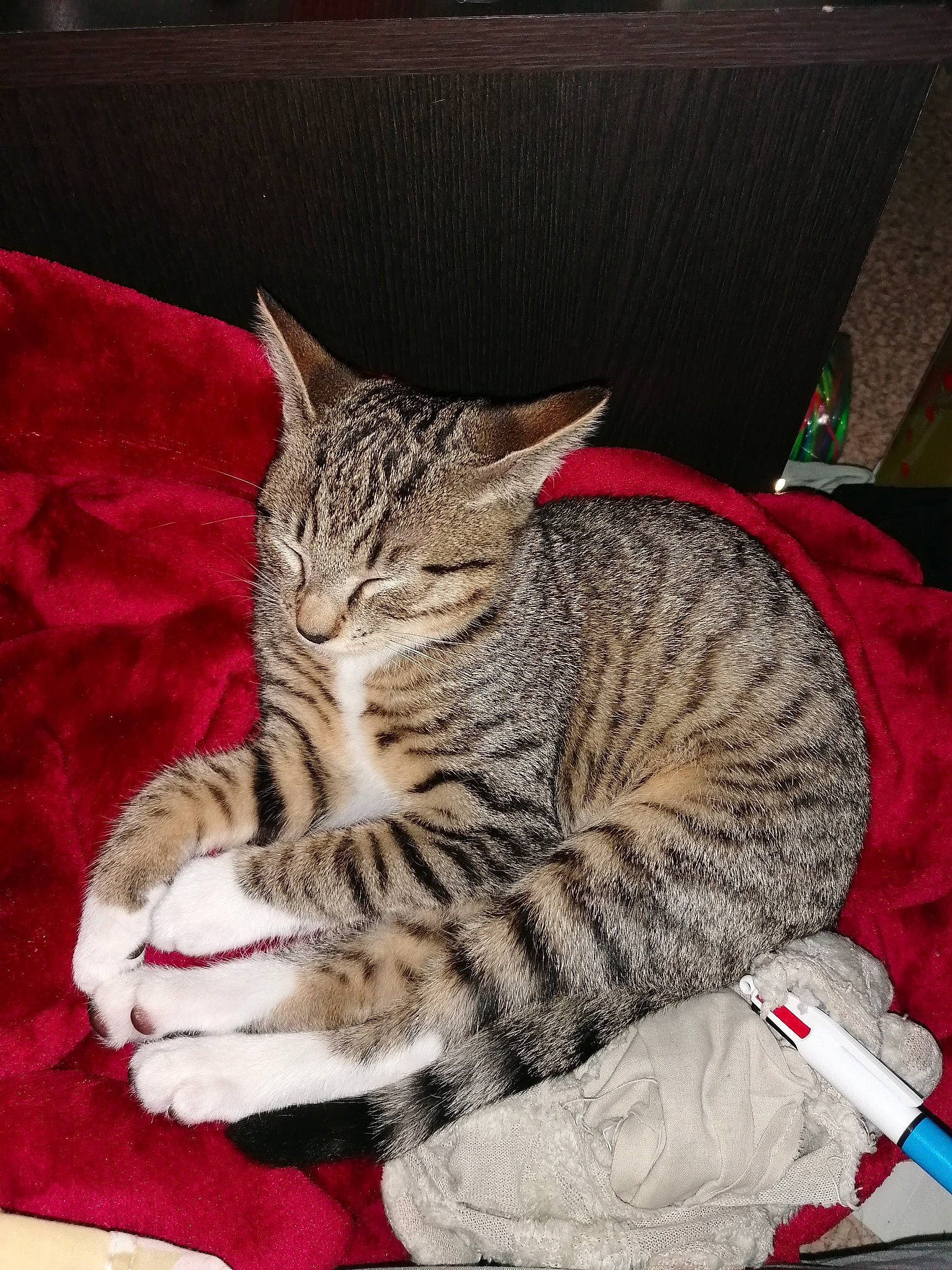 Yuna participe au concours pour gagner de l'argent avec cette photo : carnivore, cat, claw, comfort, domestic_short_haired_cat, felidae, fur, nap, paw, sitting, small_to_medium_sized_cats, snout, tail, whiskers