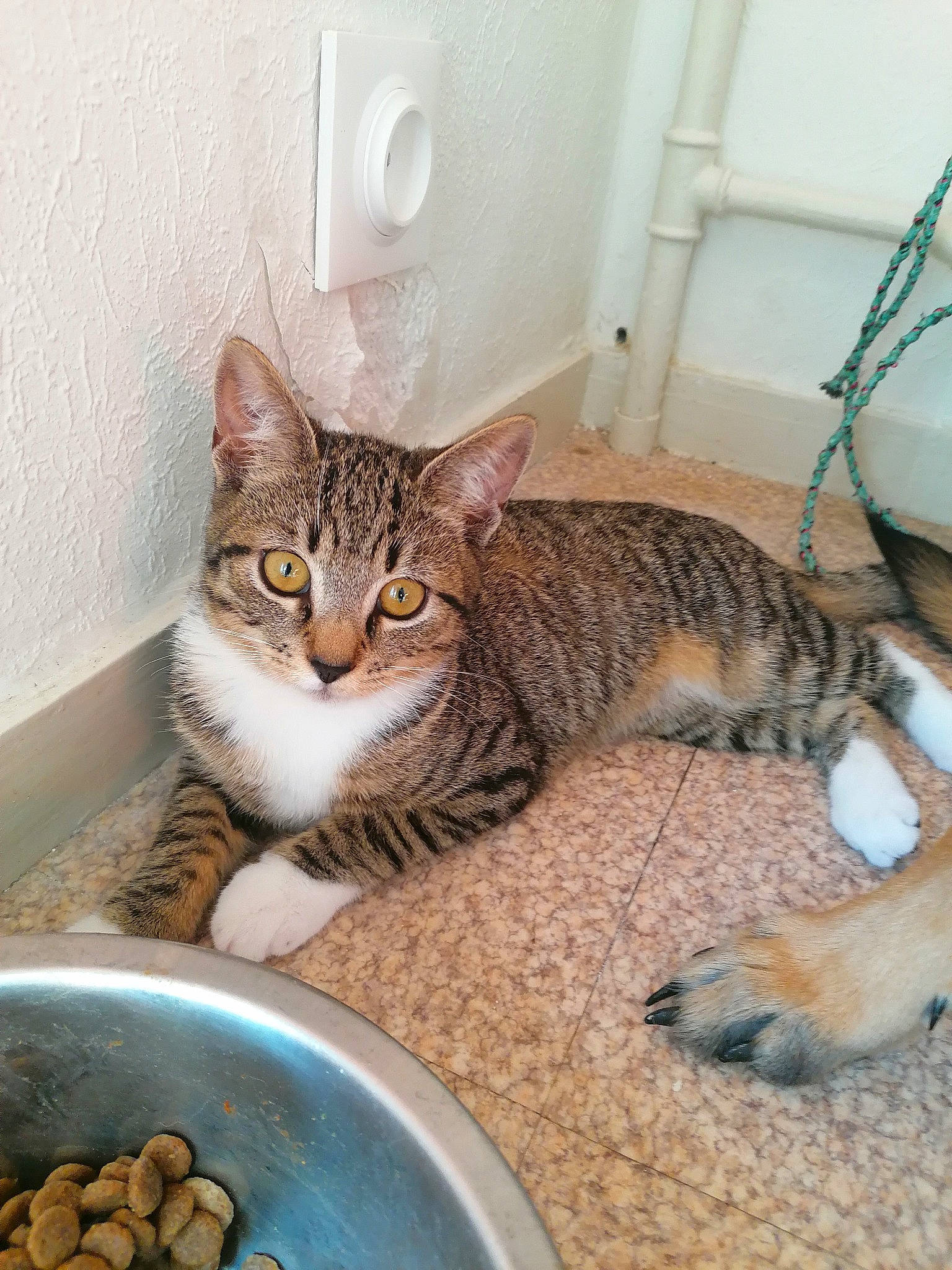 Yuna a rejoint le concours — aidez-le/la à gagner de superbes lots ! animal_feed, carnivore, cat, cat_food, cat_supply, comfort, domestic_short_haired_cat, felidae, food, fur, ingredient, natural_foods, pet_food, pet_supply, produce, small_to_medium_sized_cats, superfood, tail, terrestrial_animal, whiskers