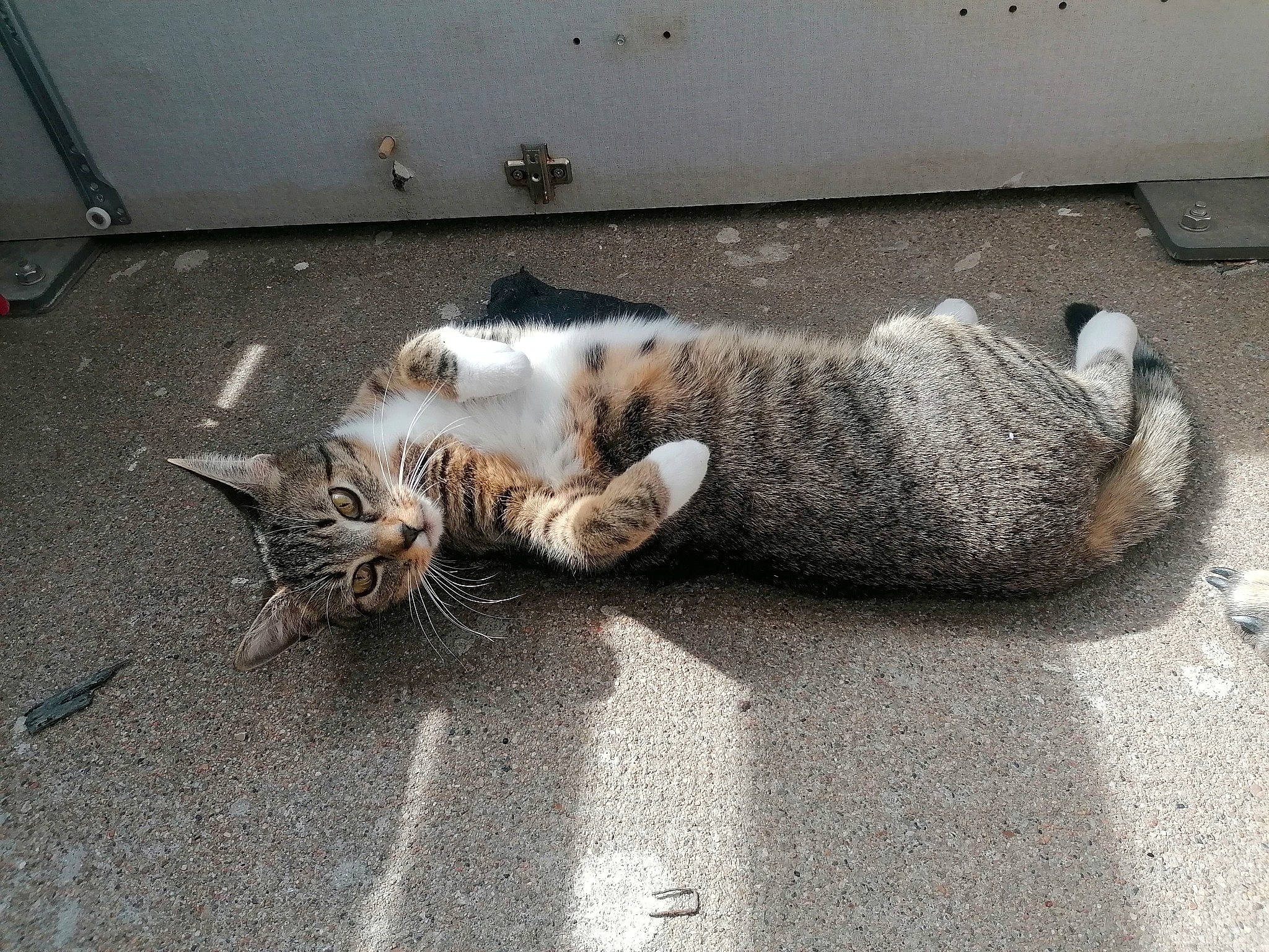 Yuna a rejoint le concours — aidez-le/la à gagner de superbes lots ! asphalt, carnivore, cat, comfort, dog_breed, domestic_short_haired_cat, fawn, felidae, floor, flooring, grey, paw, road_surface, sidewalk, small_to_medium_sized_cats, snout, tail, terrestrial_animal, whiskers, wood