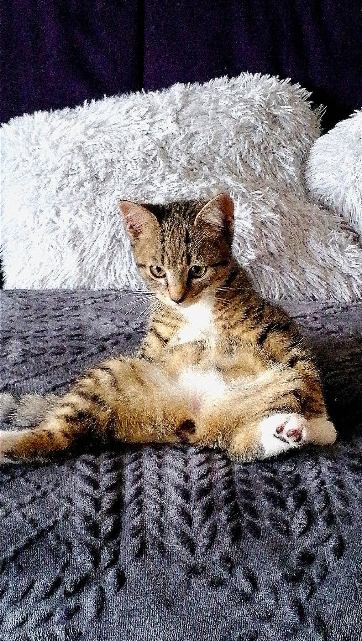 Yuna a rejoint le concours — aidez-le/la à gagner de superbes lots ! carnivore, cat, claw, comfort, domestic_short_haired_cat, eye, fawn, felidae, fur, grey, linens, paw, sitting, small_to_medium_sized_cats, snout, tail, terrestrial_animal, tree, whiskers, wildlife