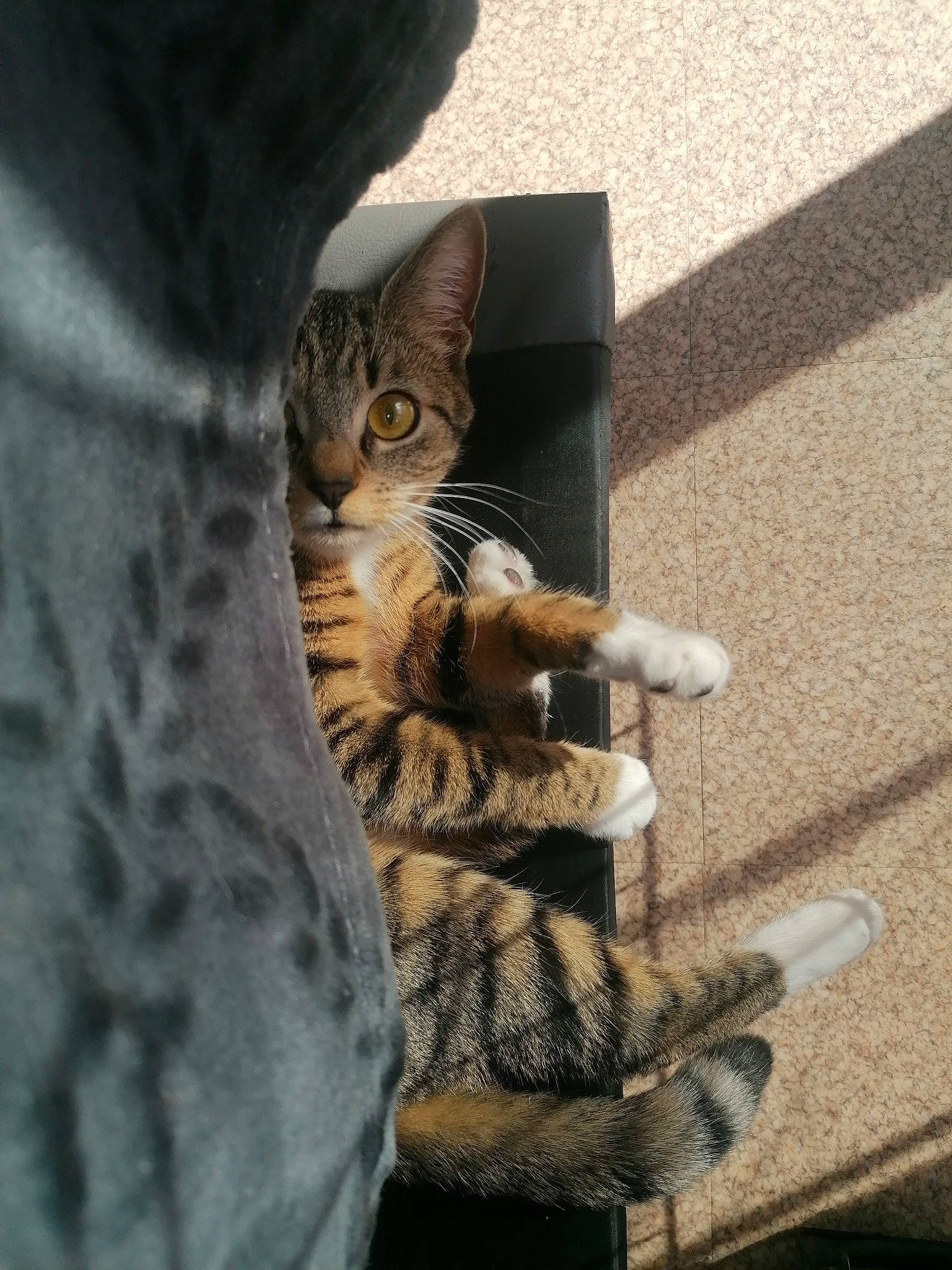 Yuna a rejoint le concours — aidez-le/la à gagner de superbes lots ! asphalt, carnivore, cat, claw, comfort, domestic_short_haired_cat, felidae, foot, fur, human_leg, mammal, paw, road_surface, sitting, small_to_medium_sized_cats, snout, tail, terrestrial_animal, vertebrate, whiskers