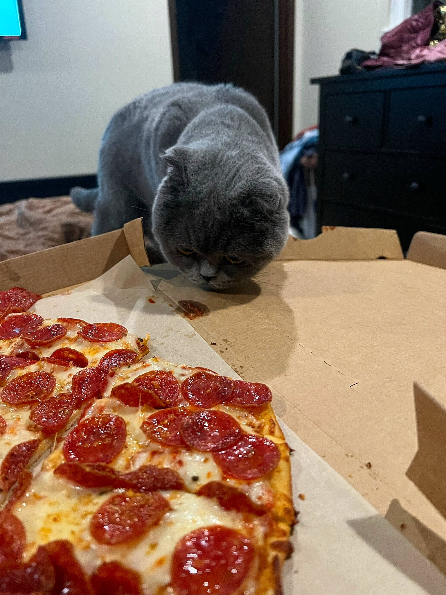 Cookie is registered to the contest to win money with this photo: baked_goods, cabinetry, california_style_pizza, carnivore, cat, comfort, cuisine, felidae, food, furniture, grey, ingredient, pizza, pizza_cheese, produce, recipe, small_to_medium_sized_cats, table, tableware, whiskers