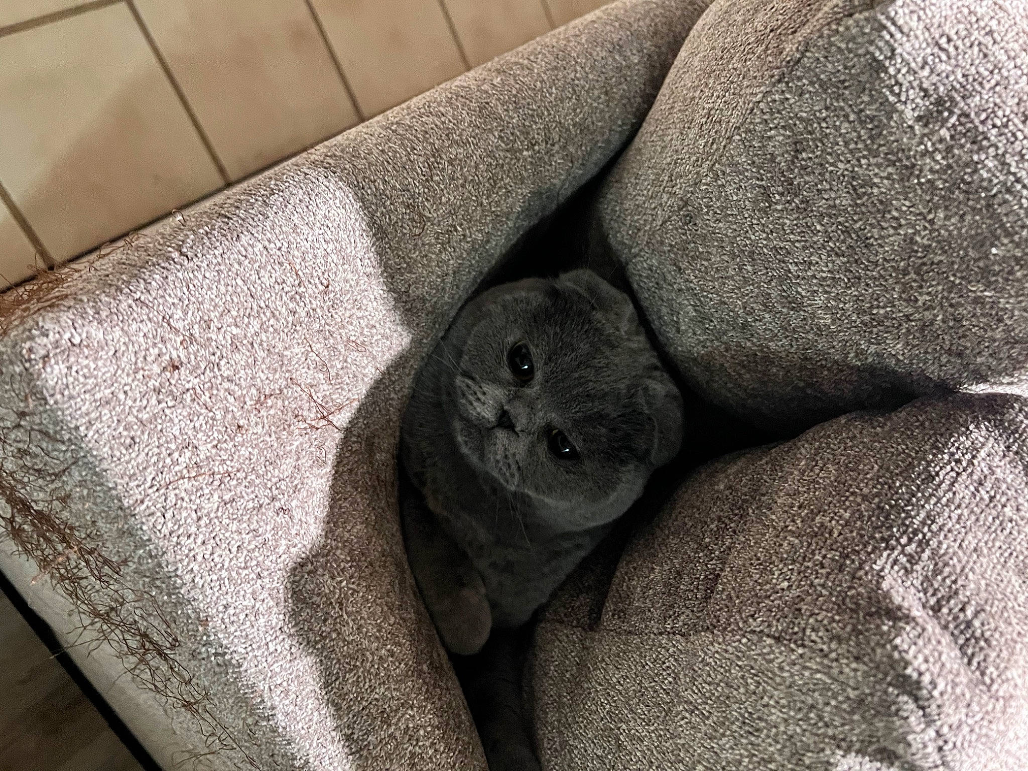 Cookie is registered to the contest to win money with this photo: carnivore, carving, comfort, eye, flooring, font, fur, grass, grey, hardwood, human_leg, monochrome, monochrome_photography, pattern, rock, terrestrial_animal, whiskers, wildlife, wood, wrinkle