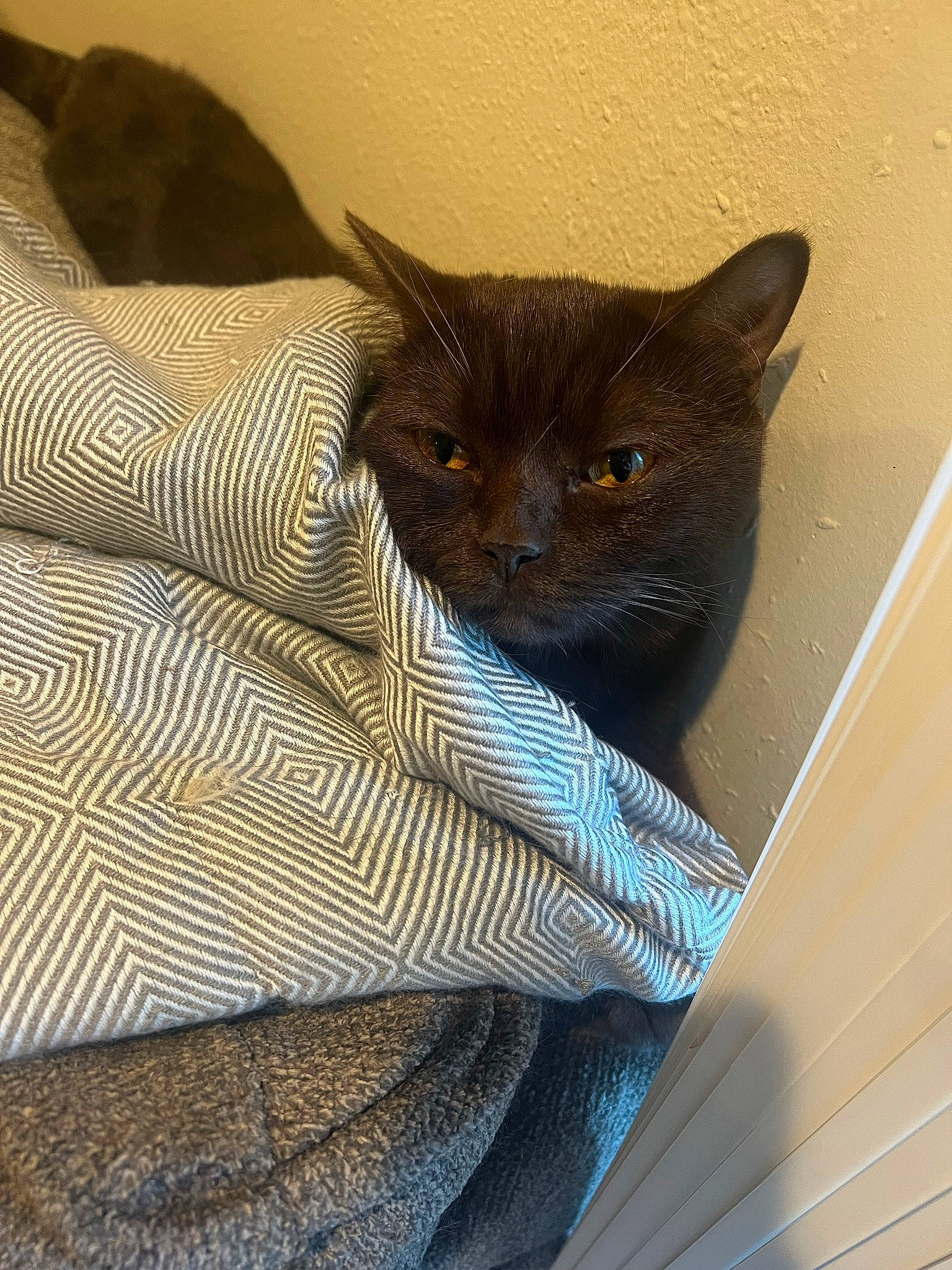 Churro is registered to the contest to win money with this photo: black_cat, carnivore, cat, cat_supply, comfort, domestic_short_haired_cat, electric_blue, fawn, felidae, fur, grey, linens, pet_supply, small_to_medium_sized_cats, snout, tail, terrestrial_animal, whiskers, window, wood