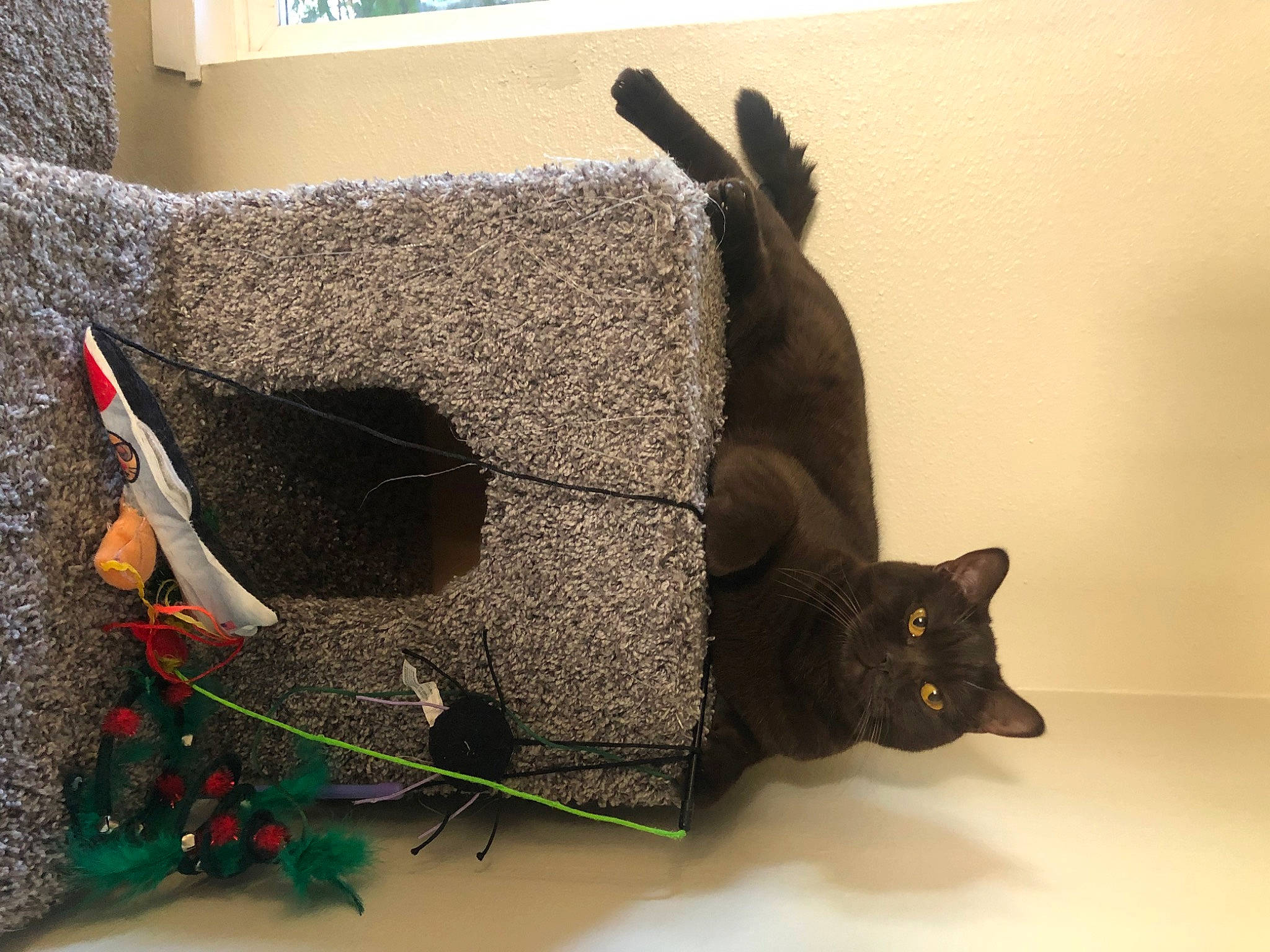 Churro joined the competition — help win amazing prizes! art, bag, black_cat, bombay, carnivore, cat, cat_supply, domestic_short_haired_cat, fashion_accessory, felidae, fur, mammal, small_to_medium_sized_cats, tail, twig, vertebrate, whiskers, window, wood, working_animal