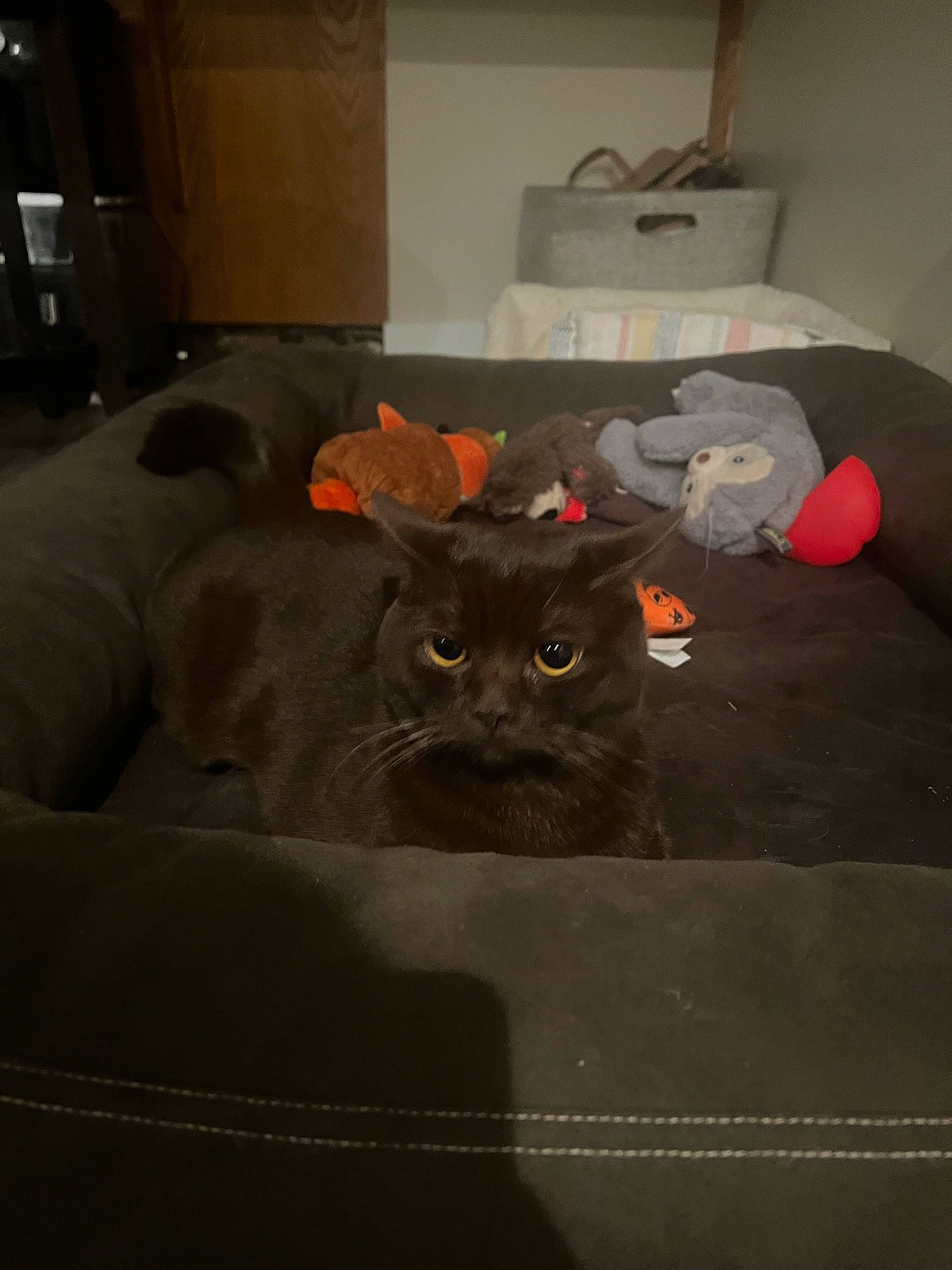 Churro is registered to the contest to win money with this photo: automotive_tire, bedding, black_cat, carnivore, cat, chair, comfort, domestic_short_haired_cat, felidae, flooring, fur, gas, grey, linens, room, small_to_medium_sized_cats, t_shirt, tail, whiskers, wood