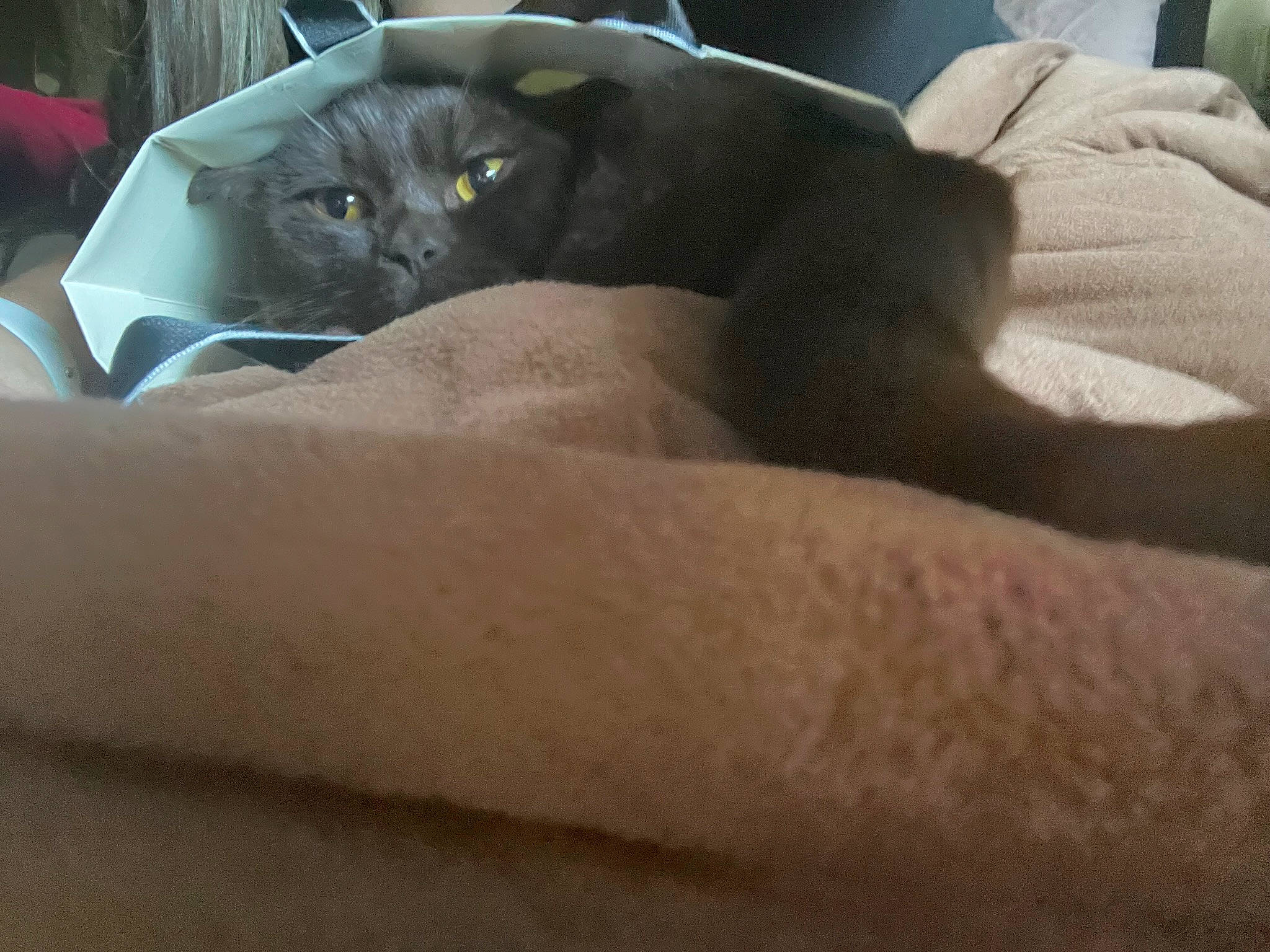 Churro joined the competition — help win amazing prizes! black_cat, bombay, carnivore, cat, claw, cloud, comfort, domestic_short_haired_cat, eye, felidae, fur, gesture, human_leg, linens, sitting, small_to_medium_sized_cats, snout, tail, terrestrial_animal, whiskers