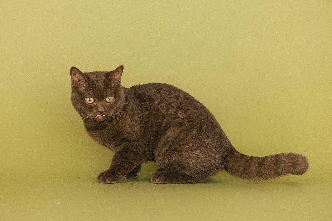 Churro is registered to the contest to win money with this photo: carnivore, cat, domestic_short_haired_cat, felidae, fur, paw, small_to_medium_sized_cats, snout, tail, terrestrial_animal, whiskers