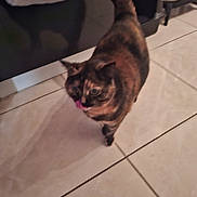 Lil participe au concours pour gagner de l'argent avec cette photo : cat, tortoiseshell, licking, floor, tile, kitchen, pet, animal, indoor, tail, feline, walking, reflection, domestic, fur, whiskers, curious, blurred, shadow, cabinet