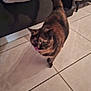 cat, tortoiseshell, licking, floor, tile, kitchen, pet, animal, indoor, tail, feline, walking, reflection, domestic, fur, whiskers, curious, blurred, shadow, cabinet