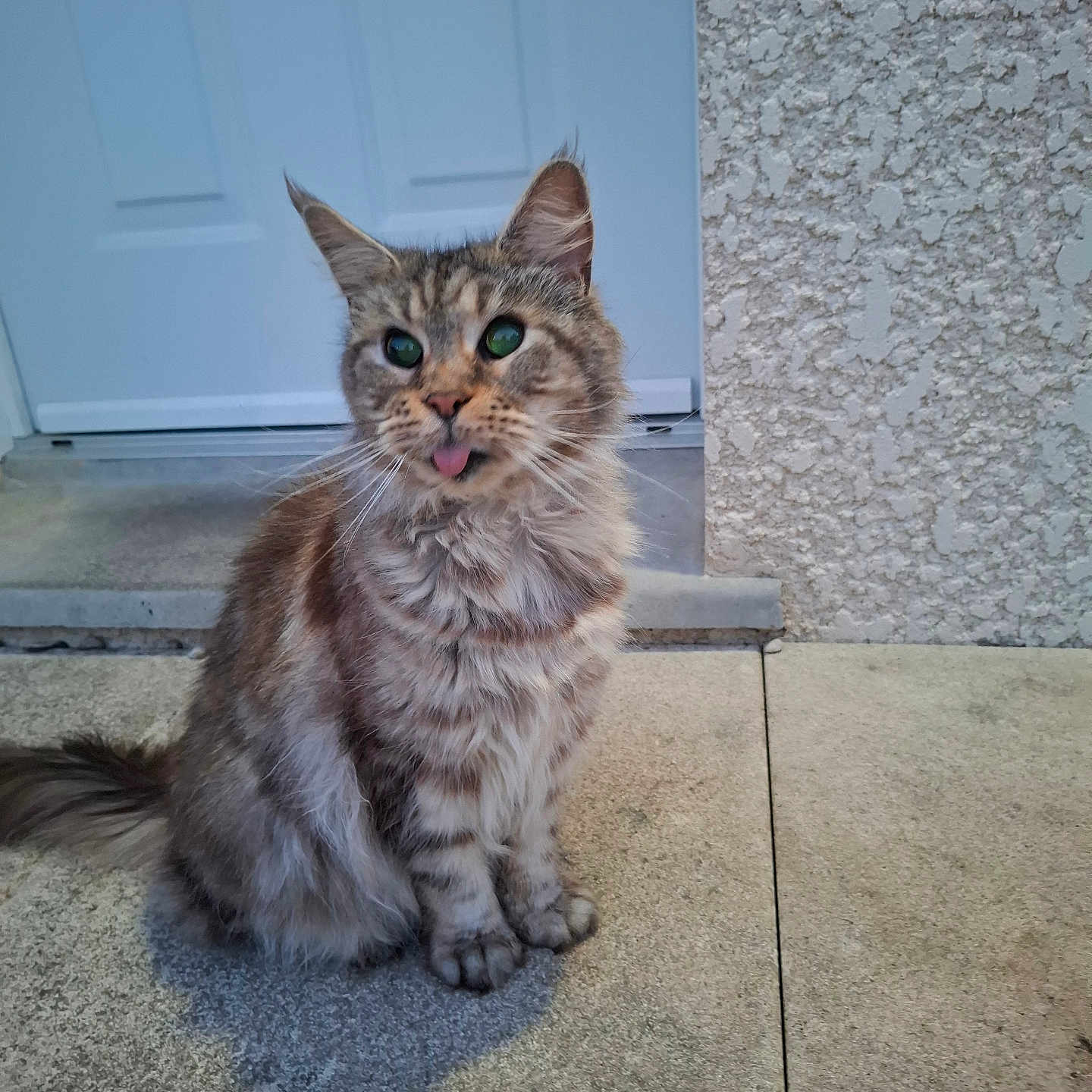 Lil participe au concours pour gagner de l'argent avec cette photo : animal, cat, closeup, concrete, cute, domestic_animal, door, ears, expression, feline, fluffy, fur, outdoor, pet, porch, sitting, tabby, tail, tongue_out, whiskers