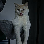 Lou a rejoint le concours — aidez-le/la à gagner de superbes lots ! cat, pet, tongue_out, feline, indoor, cat_tree, curtains, fur, whiskers, paws, animal, cute, domestic, mammal, portrait, resting, cozy, looking, playful, home