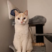 Lou participe au concours pour gagner de l'argent avec cette photo : cat, cream_cat, white_cat, indoor, cat_tree, pet, feline, animal, sitting, portrait, curious, soft_fur, whiskers, ears, paws, domestic_cat, cozy, home, furniture, blurred_background