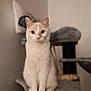 Lou participe au concours pour gagner de l'argent avec cette photo : cat, cream_cat, white_cat, indoor, cat_tree, pet, feline, animal, sitting, portrait, curious, soft_fur, whiskers, ears, paws, domestic_cat, cozy, home, furniture, blurred_background