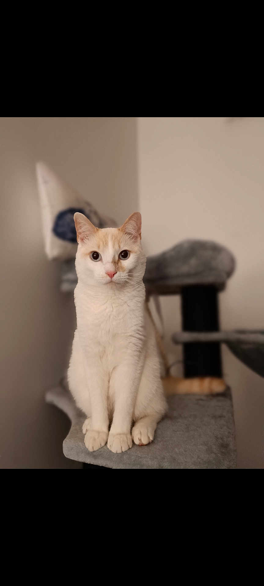 Lou participe au concours pour gagner de l'argent avec cette photo : cat, cream_cat, white_cat, indoor, cat_tree, pet, feline, animal, sitting, portrait, curious, soft_fur, whiskers, ears, paws, domestic_cat, cozy, home, furniture, blurred_background
