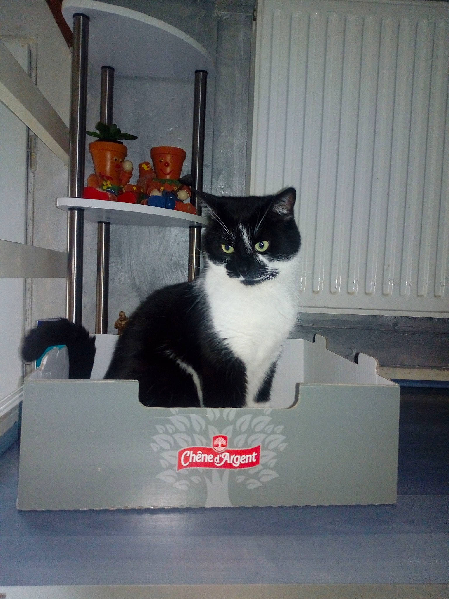 Noah participe au concours pour gagner de l'argent avec cette photo : black_and_white, carnivore, cat, domestic_short_haired_cat, felidae, kitten, polydactyl_cat, room, small_to_medium_sized_cats, table, whiskers, window