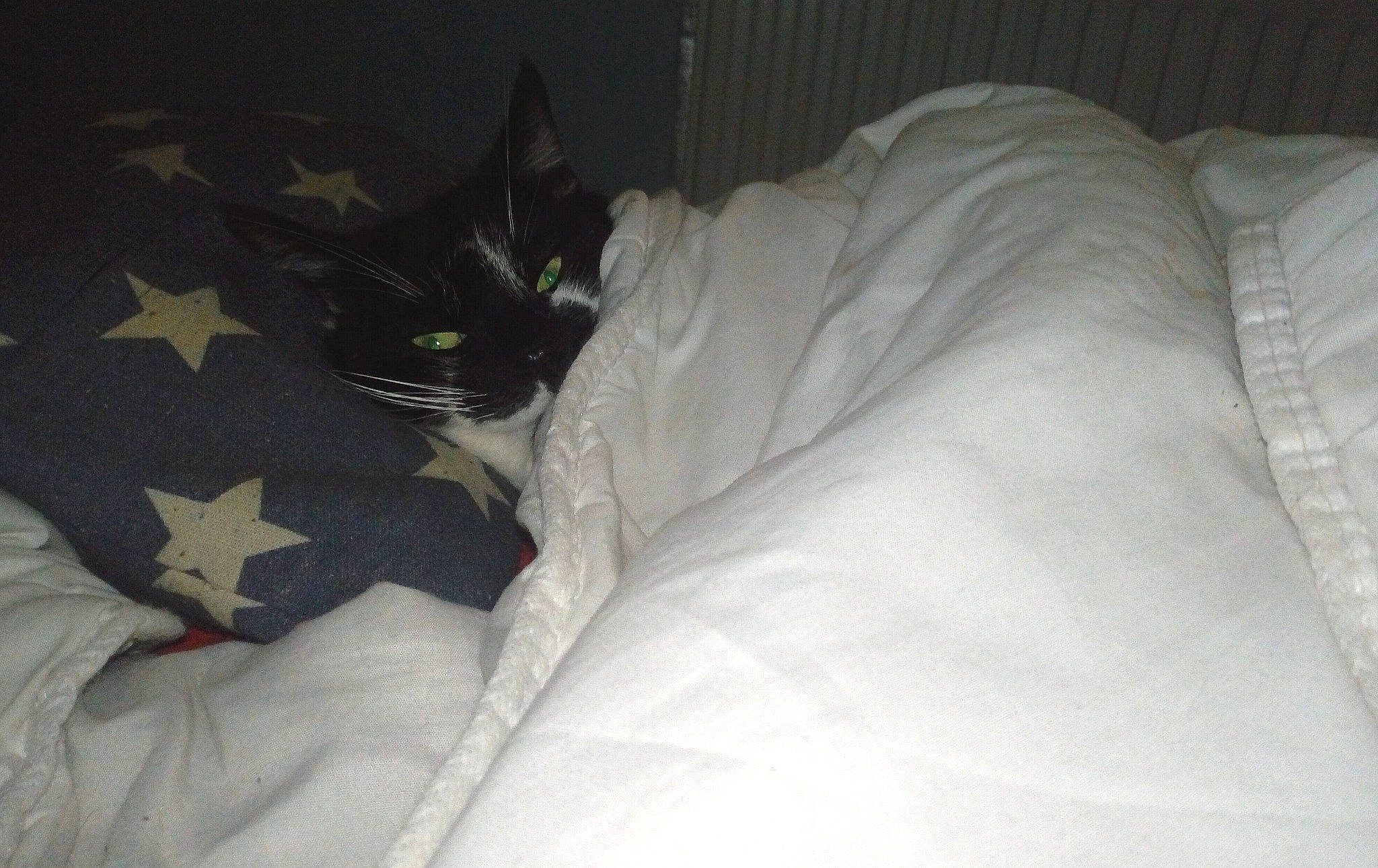 Noah a rejoint le concours — aidez-le/la à gagner de superbes lots ! bed, bed_sheet, bedding, carnivore, cat, comfort, felidae, fur, leg, linens, nap, pillow, room, sleep, small_to_medium_sized_cats, tail, textile, whiskers, white