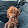 animal, brown, car_interior, car_seat, collar, curly_fur, cute, daylight, dog, dog_tag, indoor, looking, pet, pet_accessory, poodle, seatbelt, sitting, suburban, texture, window