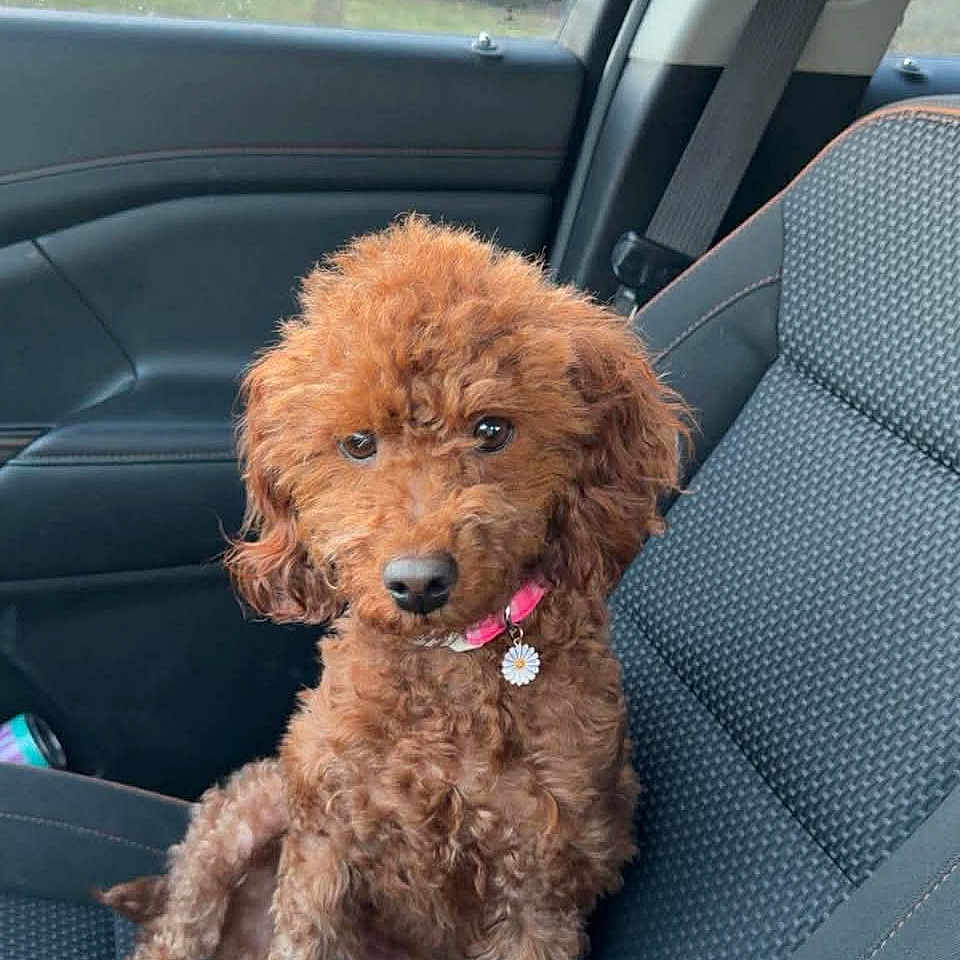 Penny Lou is registered to the contest to win money with this photo: animal, brown, car_interior, car_seat, collar, curly_fur, cute, daylight, dog, dog_tag, indoor, looking, pet, pet_accessory, poodle, seatbelt, sitting, suburban, texture, window