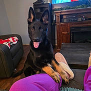 Maverick joined the competition — help win amazing prizes! dog, puppy, black_dog, tan_paws, living_room, sofa, person, purple_pants, slippers, wooden_floor, television, furniture, cozy, pet, indoors, happy, tongue_out, ears_up, home, couch