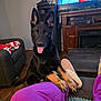 dog, puppy, black_dog, tan_paws, living_room, sofa, person, purple_pants, slippers, wooden_floor, television, furniture, cozy, pet, indoors, happy, tongue_out, ears_up, home, couch