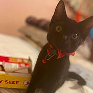 Bugaboo joined the competition — help win amazing prizes! abyssinian, animal, blackcat, cat, egyptiancat, kitten, pet, siamese