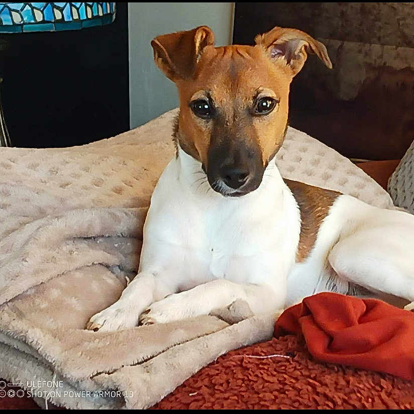 Vicky participe au concours pour gagner de l'argent avec cette photo : animal, blanket, brown, canine, comfortable, couch, cozy, dog, ears, fur, furniture, home, indoor, looking, paw, pet, portrait, relaxed, resting, white