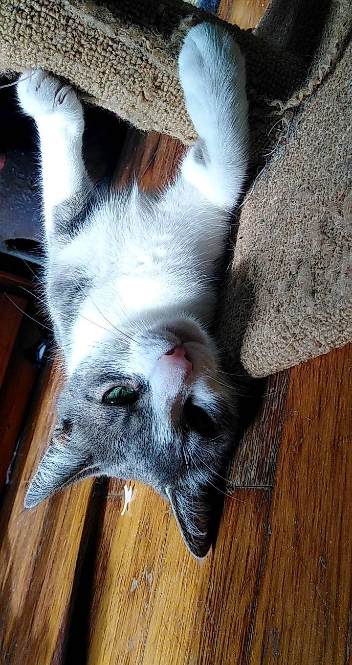 Kiara a rejoint le concours — aidez-le/la à gagner de superbes lots ! close_up, floor, fur, hardwood, jaw, laminate_flooring, liver, organ, plank, plywood, skin, snout, terrestrial_animal, varnish, vertebrate, whiskers, wood, wood_flooring, wood_stain, working_animal