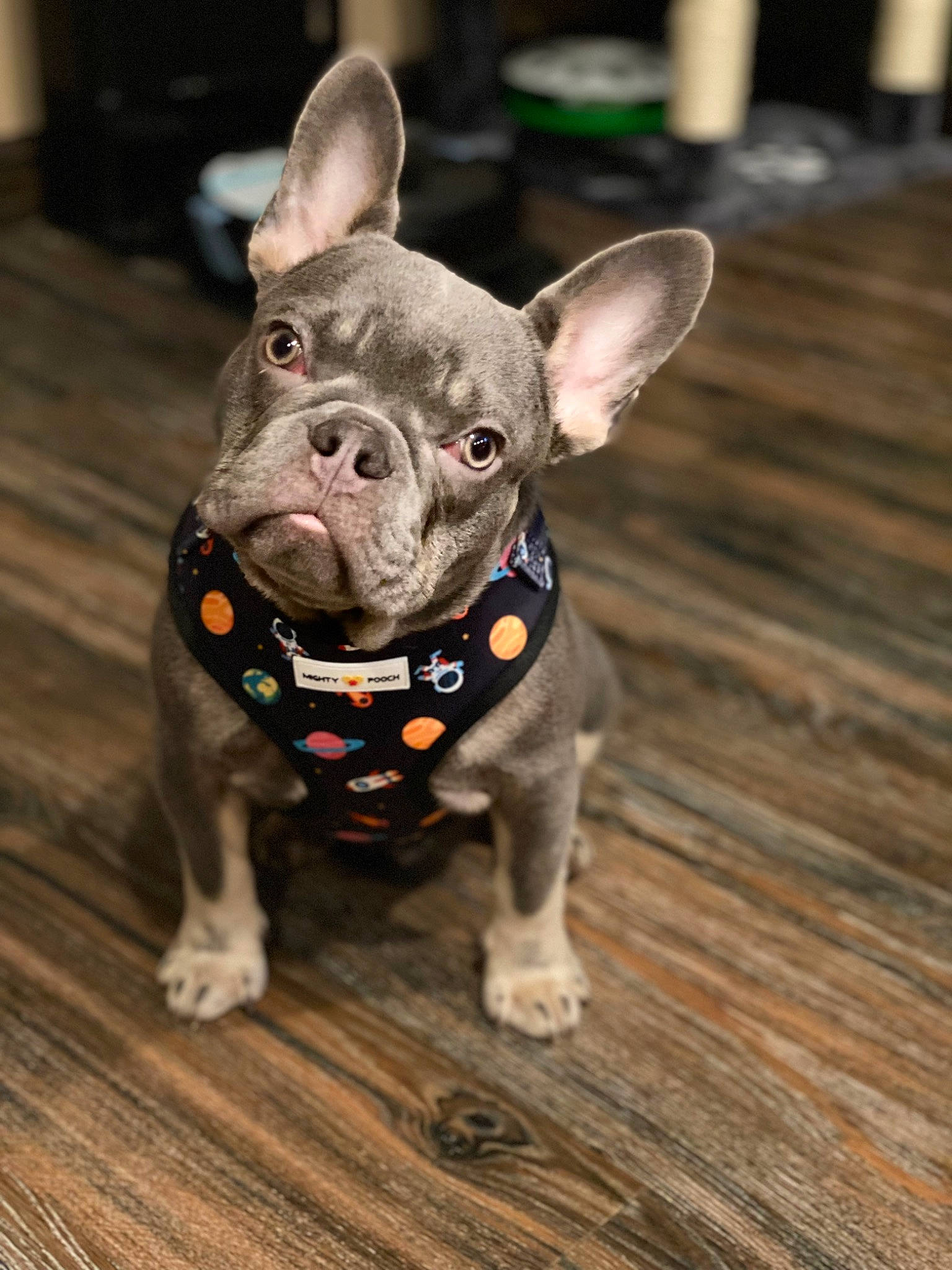 Mowgli joined the competition — help win amazing prizes! canidae, carnivore, collar, companion_dog, dog, dog_breed, dog_collar, ear, fawn, flooring, french_bulldog, fur, grass, hardwood, sporting_group, terrestrial_animal, toy_dog, whiskers, wood, working_animal