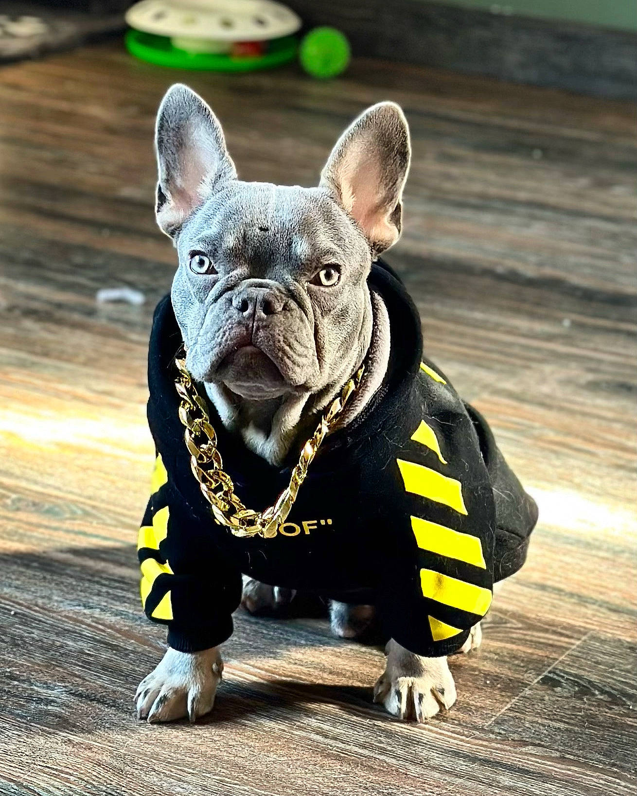 Mowgli is registered to the contest to win money with this photo: canidae, carnivore, collar, companion_dog, dog, dog_breed, dog_clothes, dog_collar, dog_supply, fawn, felidae, french_bulldog, glasses, sculpture, sporting_group, terrestrial_animal, toy_dog, whiskers, wood, working_animal