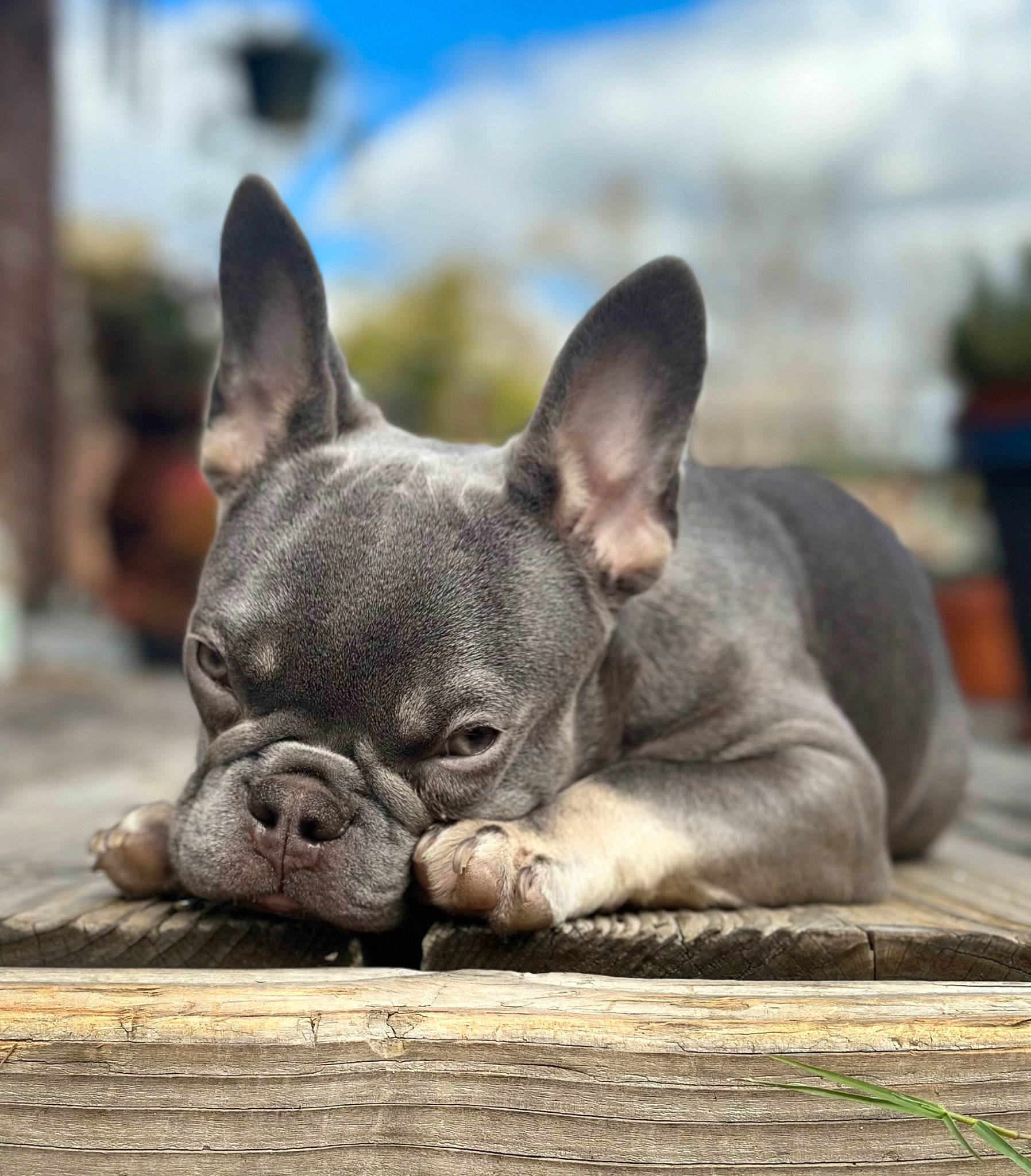 Mowgli joined the competition — help win amazing prizes! bulldog, canidae, carnivore, comfort, companion_dog, dog, dog_breed, ear, fawn, french_bulldog, grass, non_sporting_group, sky, snout, terrestrial_animal, toy_dog, whiskers, wildlife, working_animal, wrinkle