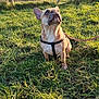 dog, french_bulldog, grass, outdoor, pet, leash, sunlight, field, animal, nature, canine, sitting, daylight, fence, rural, urban_background, curious, brown, portrait, park
