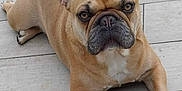 Raoul participe au concours pour gagner de l'argent avec cette photo : dog, french_bulldog, pet, animal, outdoor, laying, ears, face, paws, fur, canine, looking, alert, brown, tan, white_chest, concrete, patio, close_up, expression