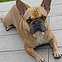 dog, french_bulldog, pet, animal, outdoor, laying, ears, face, paws, fur, canine, looking, alert, brown, tan, white_chest, concrete, patio, close_up, expression