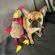 Raoul participe au concours pour gagner de l'argent avec cette photo : dog, french_bulldog, plush_toy, chicken_toy, couch, blanket, pet, indoor, brown_dog, stuffed_animal, fabric, home, cozy, companion, animal, sitting, cute, ears, face, toy