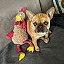 dog, french_bulldog, plush_toy, chicken_toy, couch, blanket, pet, indoor, brown_dog, stuffed_animal, fabric, home, cozy, companion, animal, sitting, cute, ears, face, toy