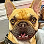 dog, french_bulldog, close_up, smiling, pet, cute, indoor, harness, ears, face, tongue, teeth, animal, domestic_animal, companion, friendly, brown, happy, looking_at_camera, portrait