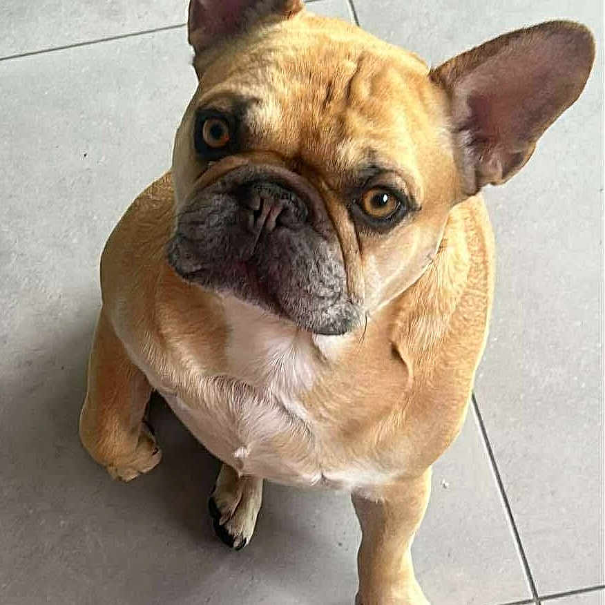 Raoul a rejoint le concours — aidez-le/la à gagner de superbes lots ! adorable, animal, brown, canine, companion, cute, dog, domestic, ears, expression, floor, french_bulldog, indoor, looking_up, paw, pet, portrait, short_hair, sitting, tile