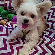 Boo Boo joined the competition — help win amazing prizes! puppy, dog, pet, fluffy, tongue_out, ears, blanket, patterned_blanket, toy, chew_treat, lying_down, happy, cute, indoor, close_up, fur, small_dog, playful, resting, canine