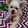 puppy, dog, pet, fluffy, tongue_out, ears, blanket, patterned_blanket, toy, chew_treat, lying_down, happy, cute, indoor, close_up, fur, small_dog, playful, resting, canine