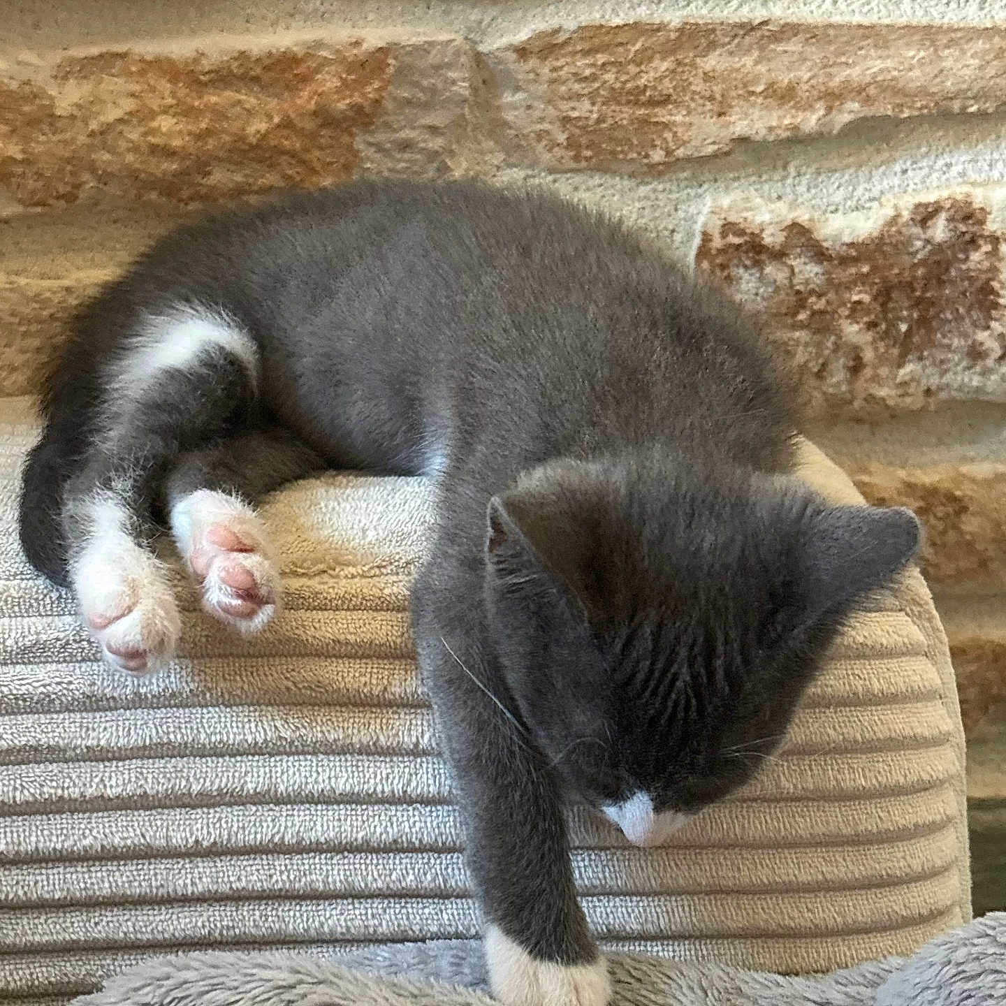 Boulette participe au concours pour gagner de l'argent avec cette photo : cat, tuxedo_cat, sleeping, nap, black_and_white, pet, animal, paw, whiskers, fur, cushion, chair, blanket, cozy, indoors, brick_wall, resting, relaxed, cute, photography