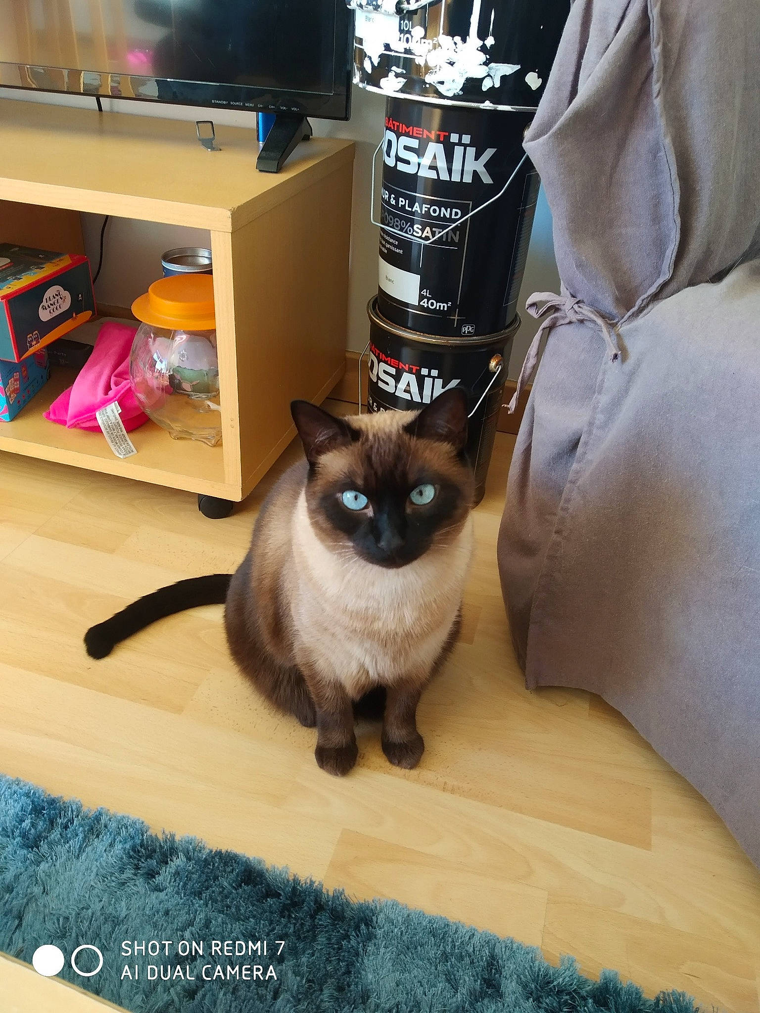 Lovely participe au concours pour gagner de l'argent avec cette photo : bag, box, carnivore, cat, comfort, domestic_short_haired_cat, fawn, felidae, floor, flooring, fur, grey, shelf, shelving, siamese, small_to_medium_sized_cats, table, tail, thai, whiskers