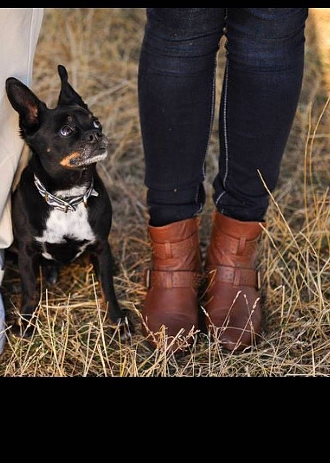 Apollo is registered to the contest to win money with this photo: american_pit_bull_terrier, american_staffordshire_terrier, boot, boston_terrier, canidae, carnivore, companion_dog, dog, dog_breed, fawn, footwear, french_bulldog, human_leg, jeans, leg, mammal, non_sporting_group, shoe, thigh