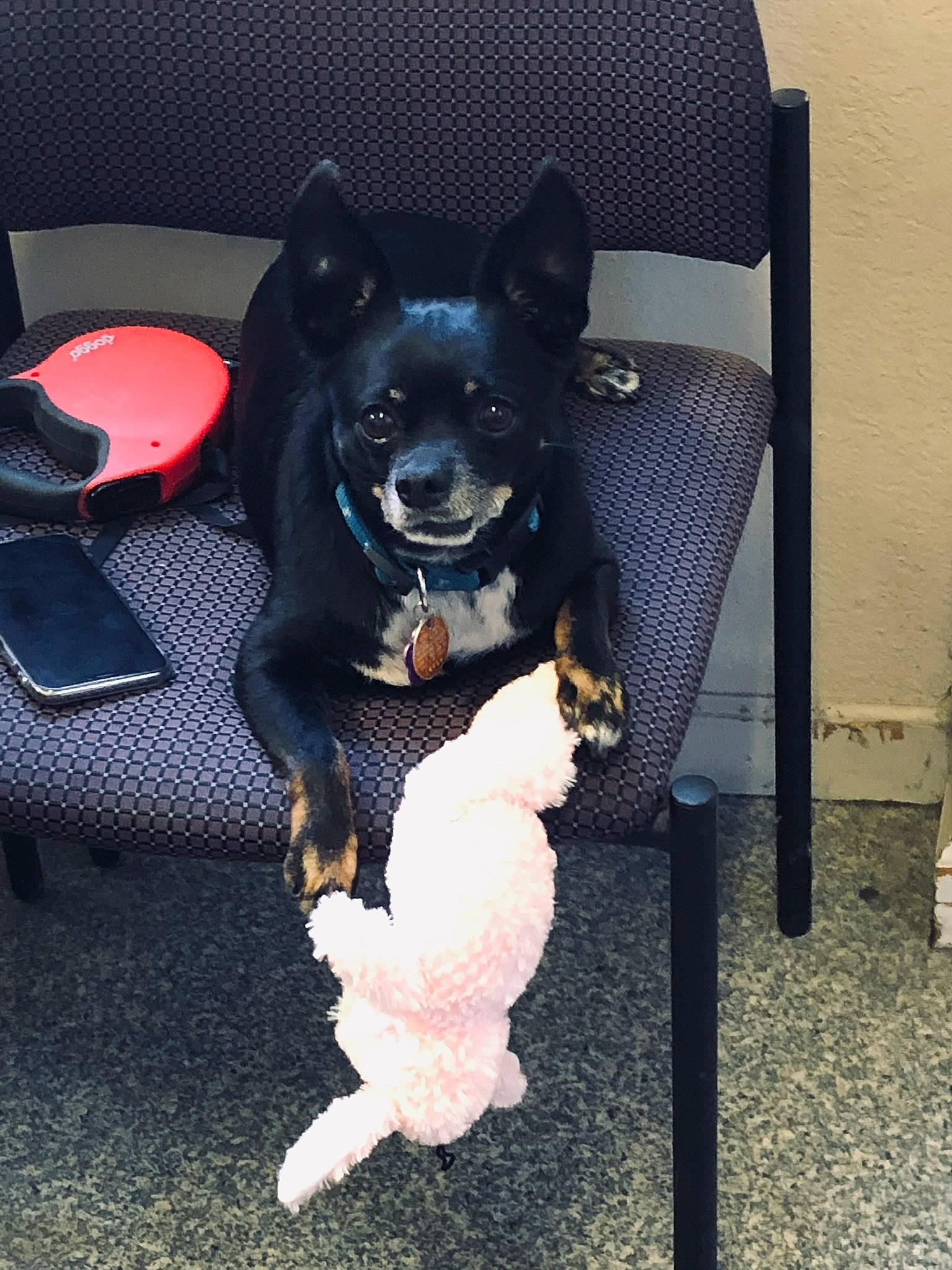 Apollo is registered to the contest to win money with this photo: canidae, carnivore, companion_dog, dog, dog_breed, mammal, non_sporting_group, schipperke, shiba_inu, snout, vertebrate