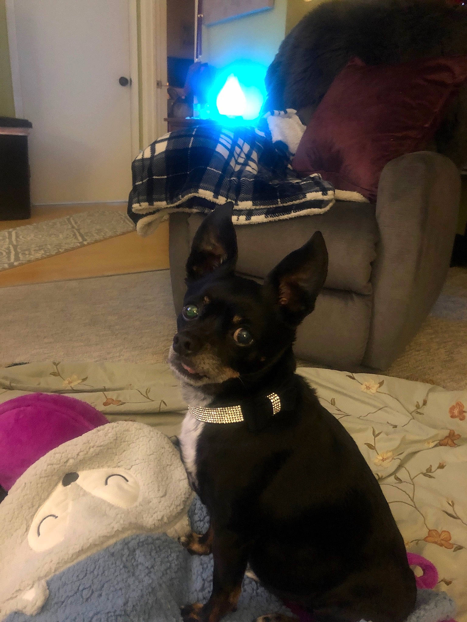 Apollo joined the competition — help win amazing prizes! boston_terrier, canidae, carnivore, cat, companion_dog, dog, dog_breed, ear, english_toy_terrier, mammal, non_sporting_group, puppy, snout, toy_dog, whiskers