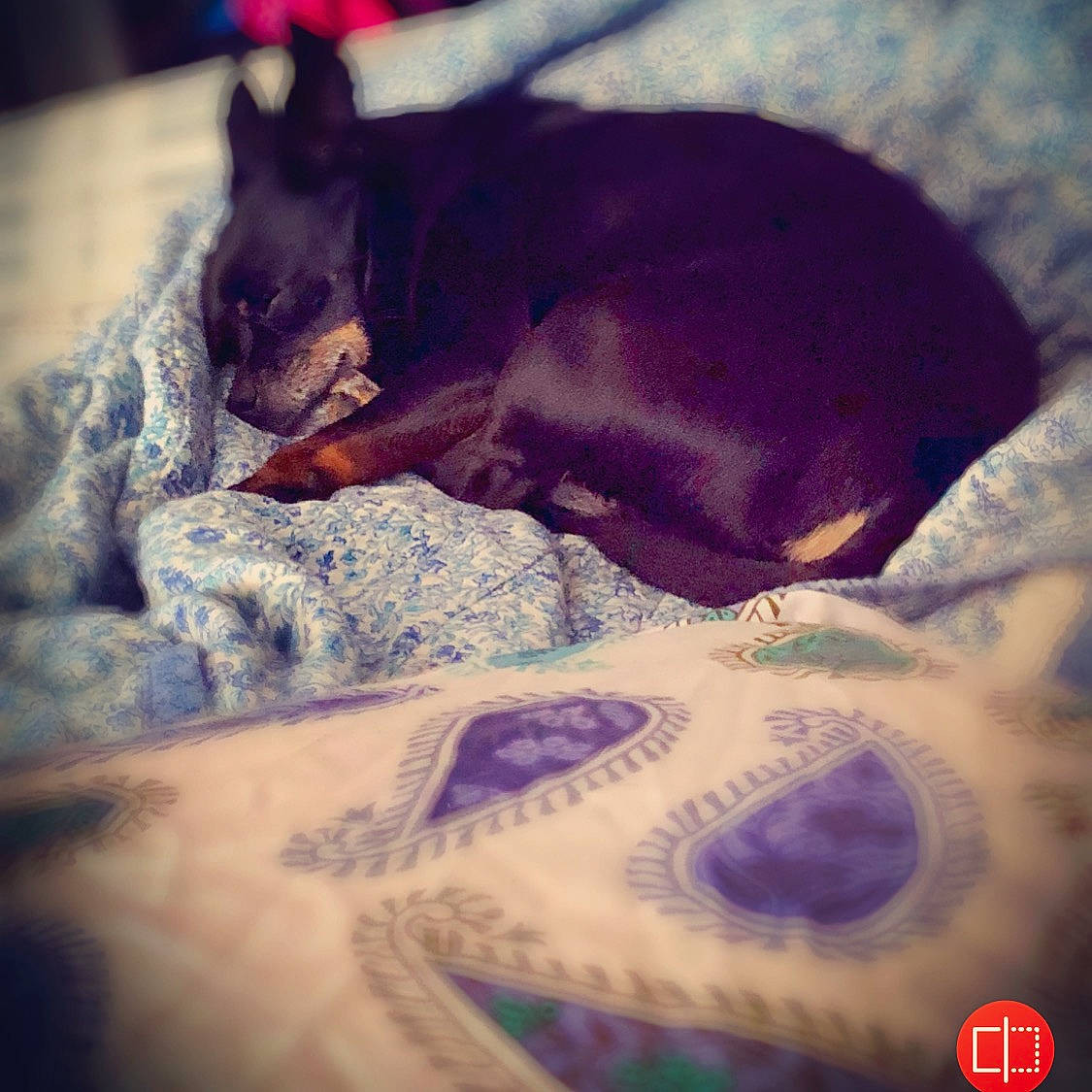 Apollo joined the competition — help win amazing prizes! canidae, carnivore, cloud, dobermann, dog, dog_breed, ear, guard_dog, love, meteorological_phenomenon, miniature_pinscher, nap, nose, puppy, sky, sleep, snout, square, toy_dog