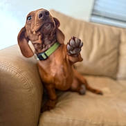 Milo joined the competition — help win amazing prizes! dog, dachshund, paw, green_collar, beige_couch, indoor, pet, canine, cute, furry, animal, brown_dog, paw_raised, relaxed, home, furniture, window_blinds, domestic, companion, friendly