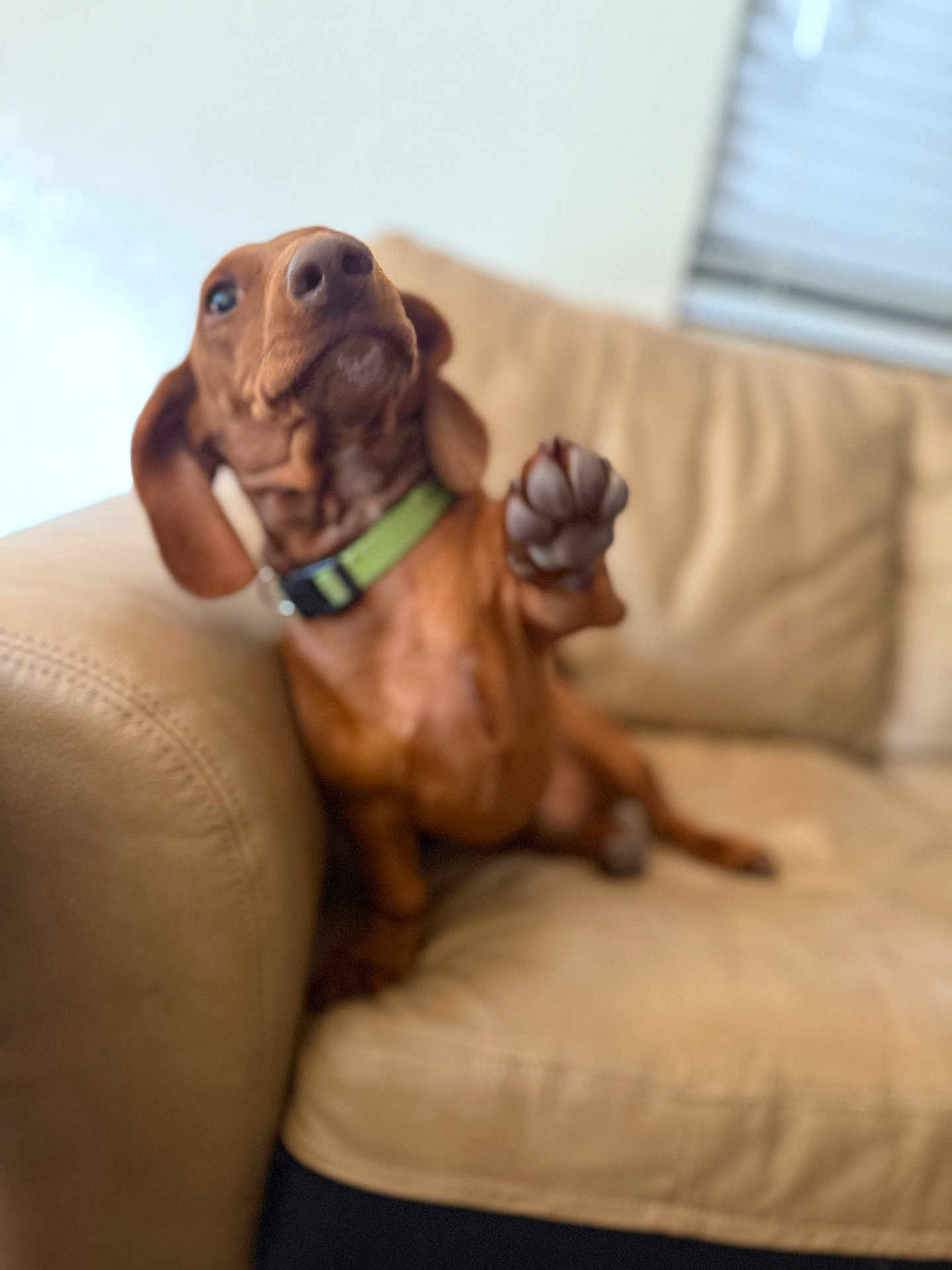 Milo